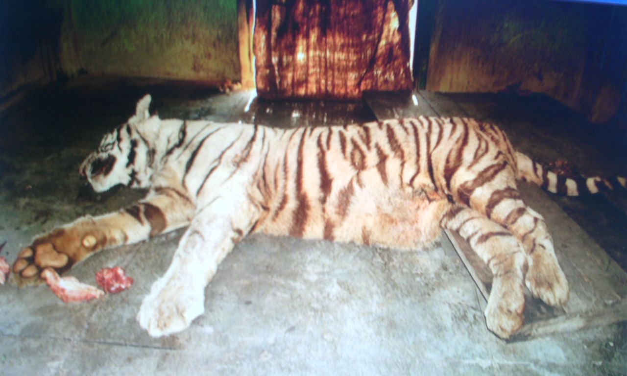 Ấn Độ: Hổ trắng thảm bại khi tử chiến với rắn độc - 1