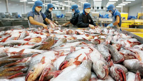 Nhiều doanh nghiệp chế biến cá tra đóng cửa - 1