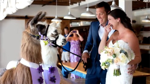 Mời động vật làm “khách” danh dự trong lễ cưới - 1
