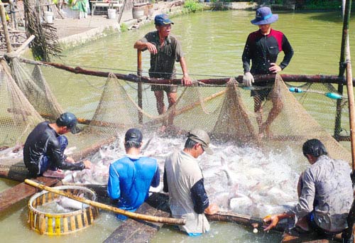 Doanh nghiệp xuất khẩu cá tra dọa đóng cửa - 1
