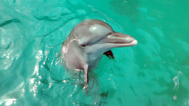 Ngày 8.10.2013, Hindri đã cho ra đời chú cá heo con thứ hai trong hồ nhân tạo tại Khu du lịch Suối Tiên.