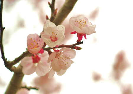 Trái mơ và thức uống thiên nhiên tuyệt vời - 2