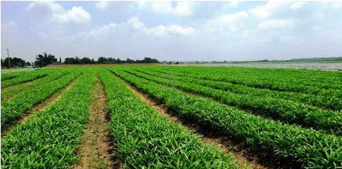 Mớ rau tỷ phú và nỗi ngậm ngùi của nhà nông - 1