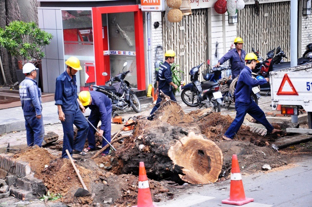 Cổ thụ bật gốc giữa Sài Gòn, giao thông “tê liệt” - 1