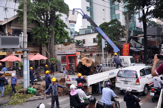 Cổ thụ bật gốc giữa Sài Gòn, giao thông “tê liệt” - 5