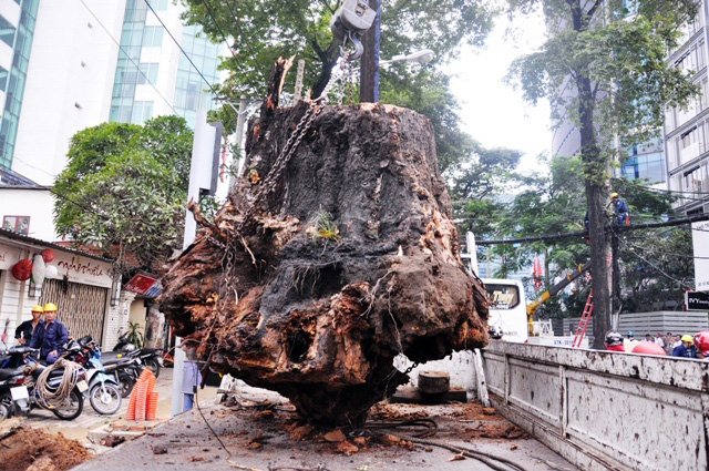 Cổ thụ bật gốc giữa Sài Gòn, giao thông “tê liệt” - 11