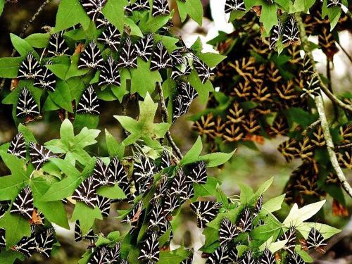 Petaloudes - thung lũng bướm độc đáo ở Hy Lạp - 1