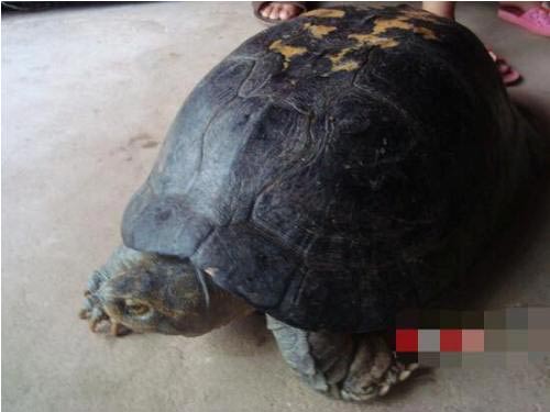 Nghệ An: Dân đổ xô đi xem rùa quý, có hình thù kỳ lạ - 1