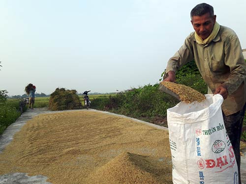 Chùm ảnh: Nông dân hớt hải gặt lúa chạy đua bão Cầu Vồng - 11