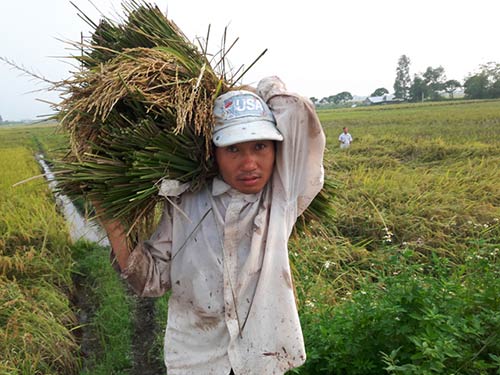 Chùm ảnh: Nông dân hớt hải gặt lúa chạy đua bão Cầu Vồng - 5