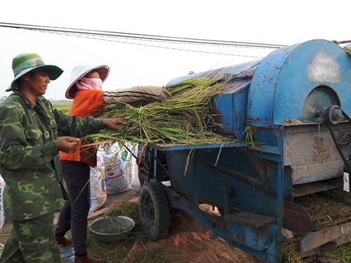 Chùm ảnh: Nông dân hớt hải gặt lúa chạy đua bão Cầu Vồng - 9