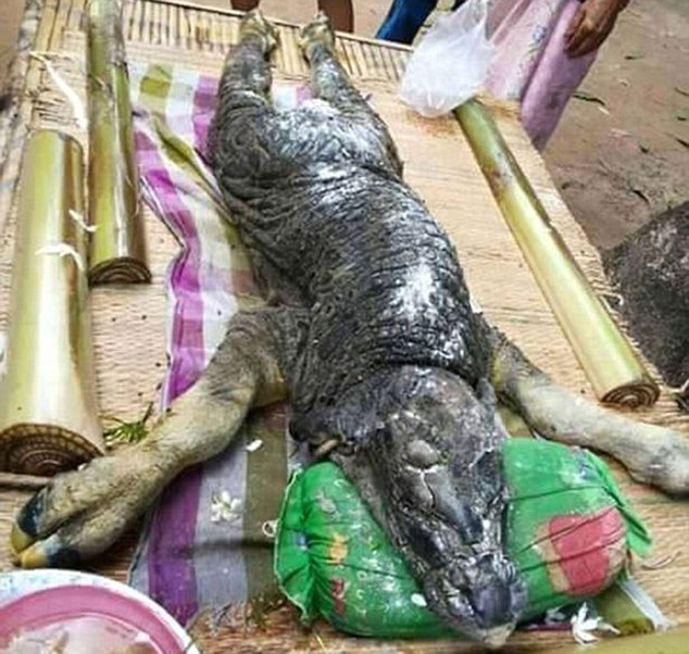 Quái vật lai cá sấu và trâu gây hoang mang ở Thái Lan - 1