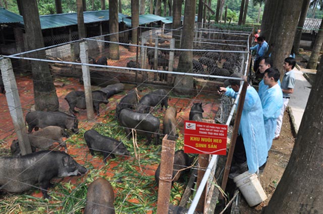 Cận cảnh trang trại lợn rừng hữu cơ độc đáo ở VN - 1
