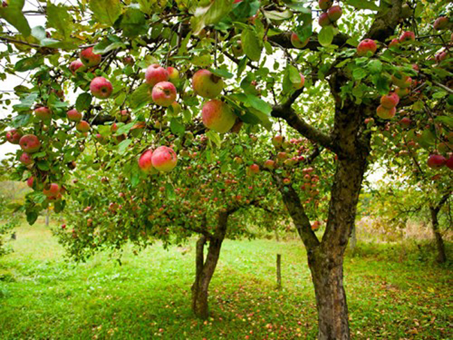 Cứ đến tháng 10 hàng năm, những trang trại táo tại Mỹ được 'nhuộm' một màu đỏ tươi của táo. 
