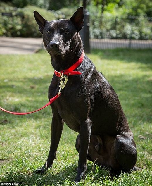 Chó Phú Quốc 340 triệu/con có gì đặc biệt? - 3