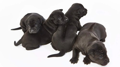 Chó Phú Quốc 340 triệu/con có gì đặc biệt? - 2