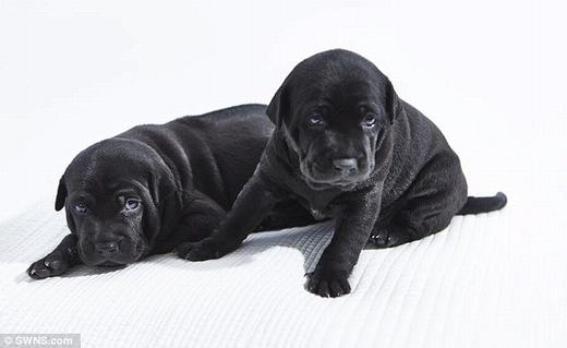 Chó Phú Quốc 340 triệu/con có gì đặc biệt? - 1