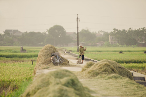 Tìm về làng quê thanh bình với bộ ảnh “Mùa gặt” - 7