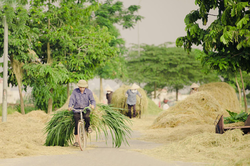 Tìm về làng quê thanh bình với bộ ảnh “Mùa gặt” - 7