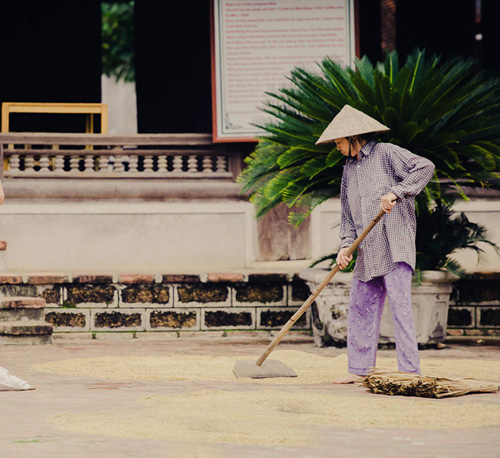 Tìm về làng quê thanh bình với bộ ảnh “Mùa gặt” - 5