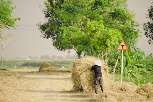 Tìm về làng quê thanh bình với bộ ảnh “Mùa gặt” - 8