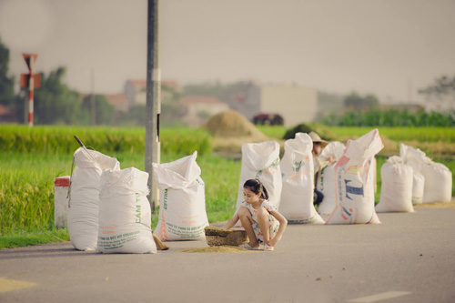 Tìm về làng quê thanh bình với bộ ảnh “Mùa gặt” - 2