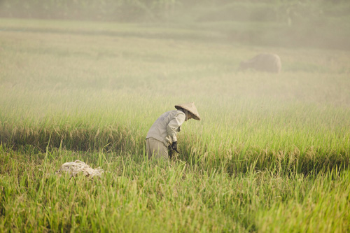 Tìm về làng quê thanh bình với bộ ảnh “Mùa gặt” - 3