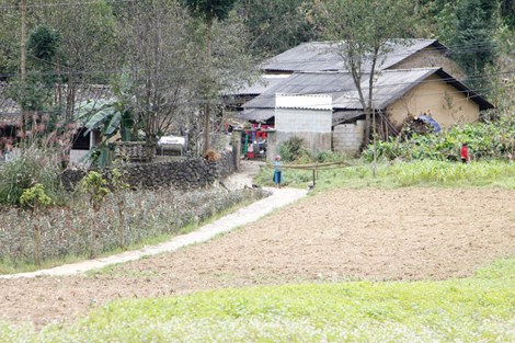 Thưởng thức vẻ đẹp tam giác mạch trên phiến đá tai mèo - 7