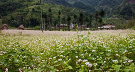 Thưởng thức vẻ đẹp tam giác mạch trên phiến đá tai mèo - 2