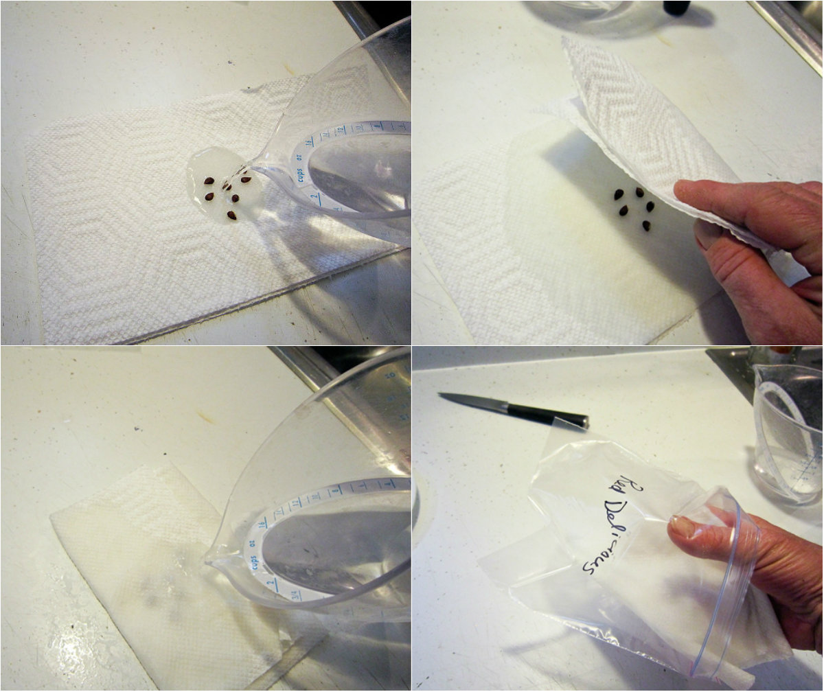 "Tuyệt chiêu" trồng táo trong chậu sai trĩu quả - 3