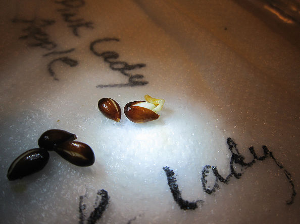 "Tuyệt chiêu" trồng táo trong chậu sai trĩu quả - 4