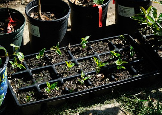 "Tuyệt chiêu" trồng táo trong chậu sai trĩu quả - 8