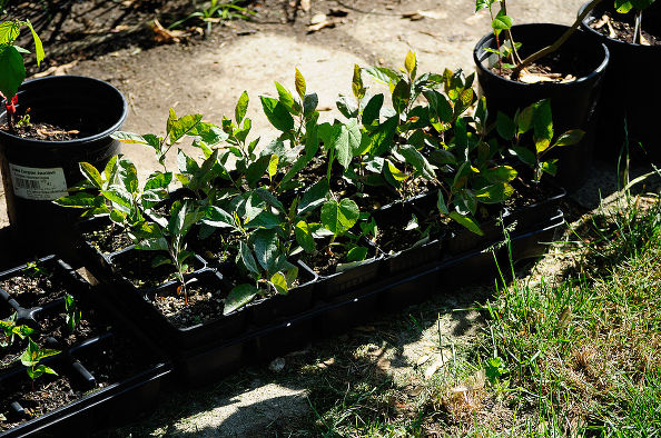 "Tuyệt chiêu" trồng táo trong chậu sai trĩu quả - 9