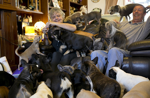 Cặp vợ chồng già sống chung với 41 chú chó - 1