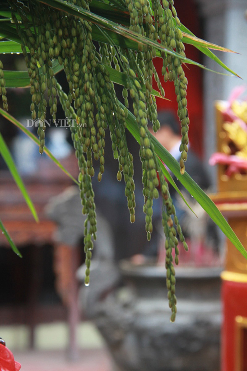 Hương cốm ngào ngạt trong ngày hội làng cốm Mễ Trì - 9