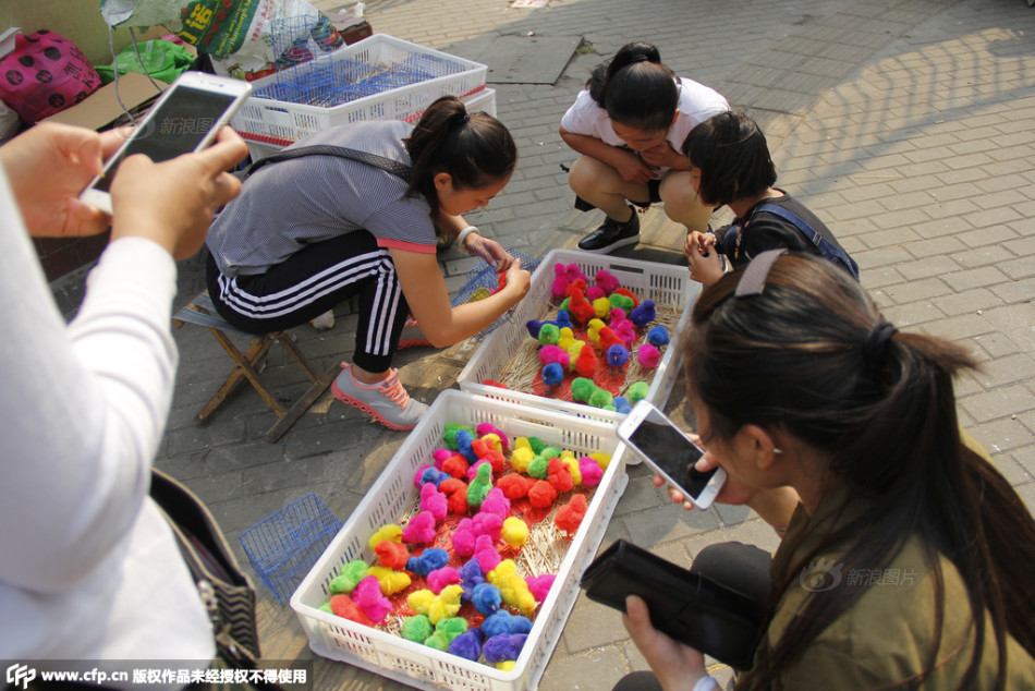 Lạ lùng với những chú gà con có màu sắc rực rỡ - 1