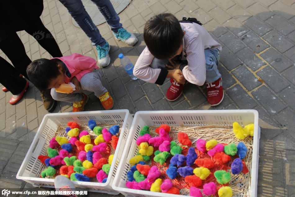 Lạ lùng với những chú gà con có màu sắc rực rỡ - 2