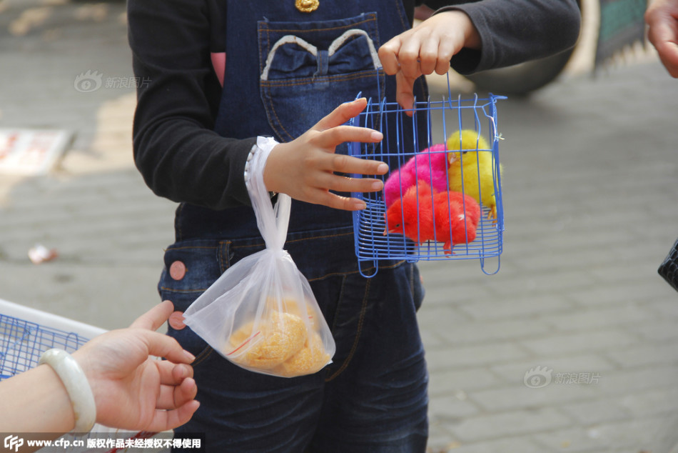 Lạ lùng với những chú gà con có màu sắc rực rỡ - 5