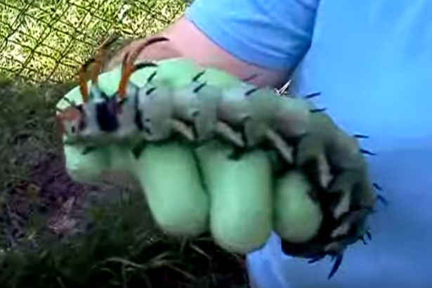 Video: Kinh hãi với sâu bướm &#34;quái vật&#34; dài 15 cm - 1