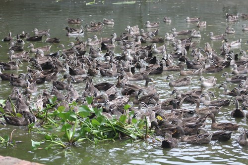 Anh nông dân thành tỷ phú từ đôi vịt trời cho - 3