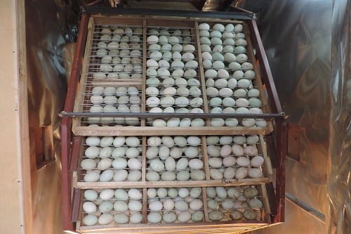 Anh nông dân thành tỷ phú từ đôi vịt trời cho - 2