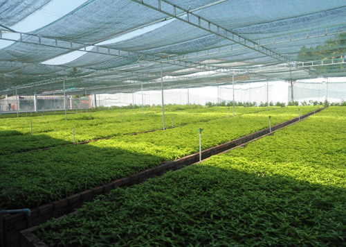 Trồng cây Hoàn Ngọc đúng cách để chữa bệnh - 1