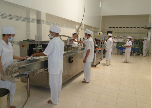 Trồng cây Hoàn Ngọc đúng cách để chữa bệnh - 2