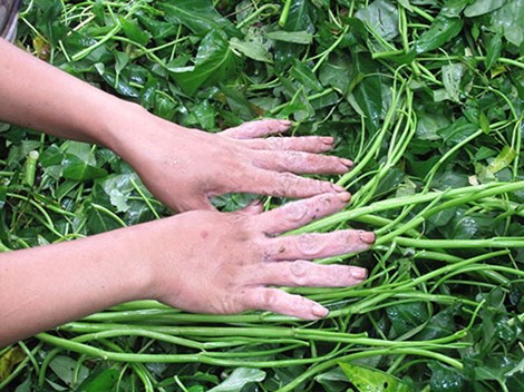 Đôi bàn tay &#34;biến dạng&#34; vì nhặt rau muống thuê - 2