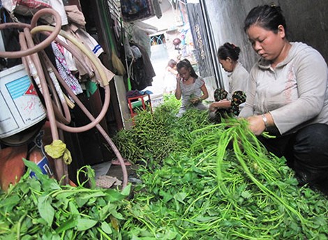 Đôi bàn tay &#34;biến dạng&#34; vì nhặt rau muống thuê - 3