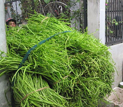 Đôi bàn tay &#34;biến dạng&#34; vì nhặt rau muống thuê - 4