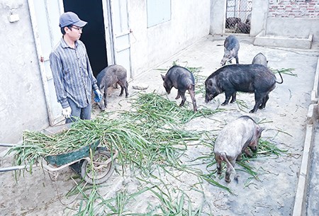 9X nuôi lợn rừng Thái Lan thu hàng tỷ đồng - 1