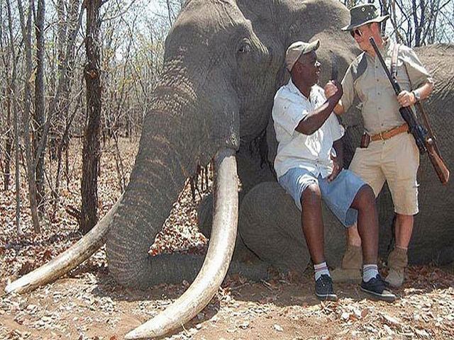 Chi 1,3 tỉ để bắn chết chú voi lớn nhất châu Phi - 1