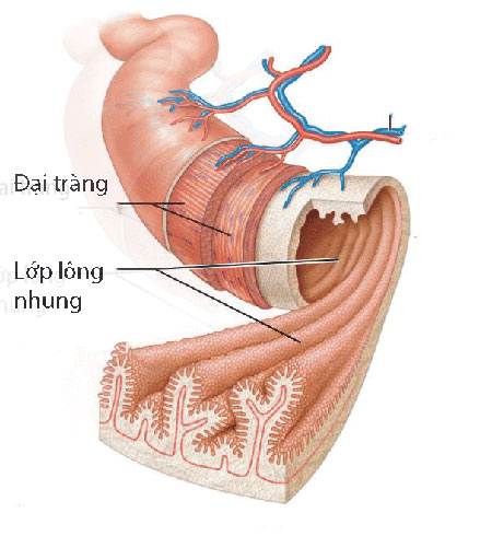 Chữa viêm đại tràng theo cách của người Nhật - 2