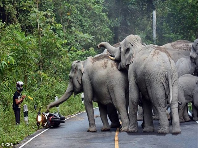 Thái Lan: Người đi xe máy quỳ lạy xin voi tha mạng - 1